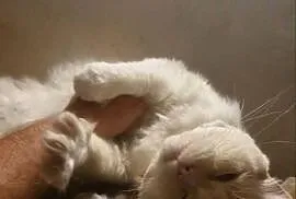 Ragdoll - przyjazny kot szuka domu.