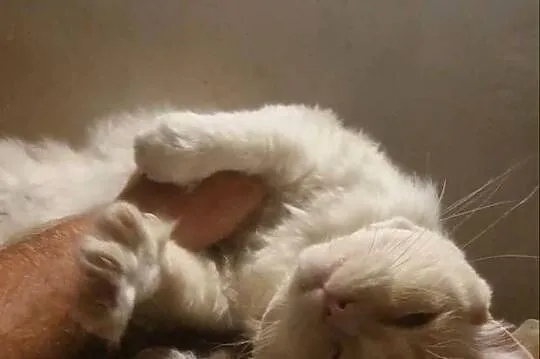 Ragdoll - przyjazny kot szuka domu.