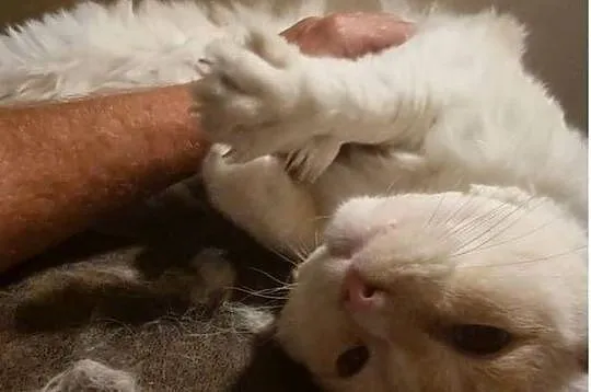 Ragdoll - przyjazny kot szuka domu., Wielkopolskie, Grodzisk Wielkopolski