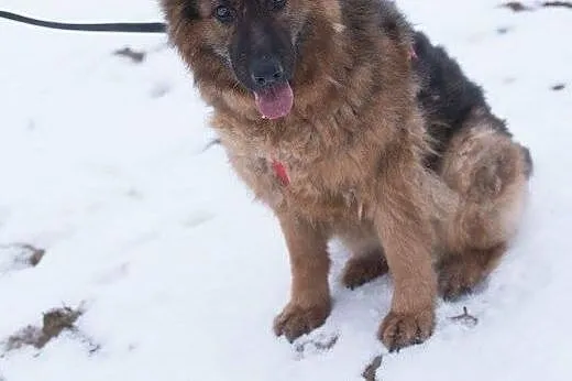 Lajla, cudowna, skora do zabaw suczka w typie OWCZARKA adopcja,  Kundelki cała Polska