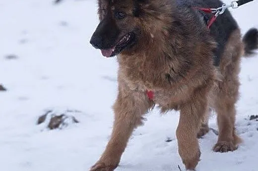 Lajla, cudowna, skora do zabaw suczka w typie OWCZ