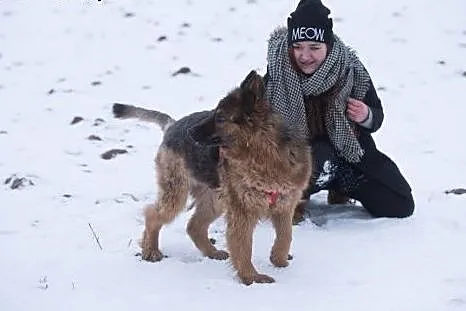 Lajla, cudowna, skora do zabaw suczka w typie OWCZ