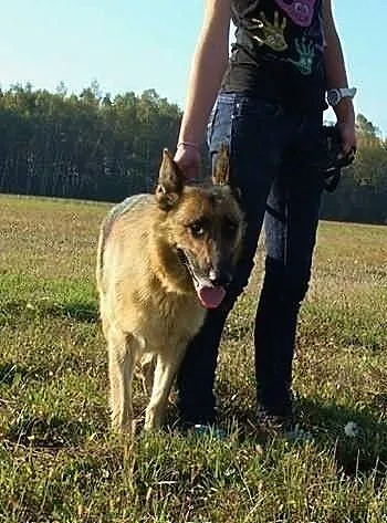 Azja - jesień życia spędza za kratami schroniska..