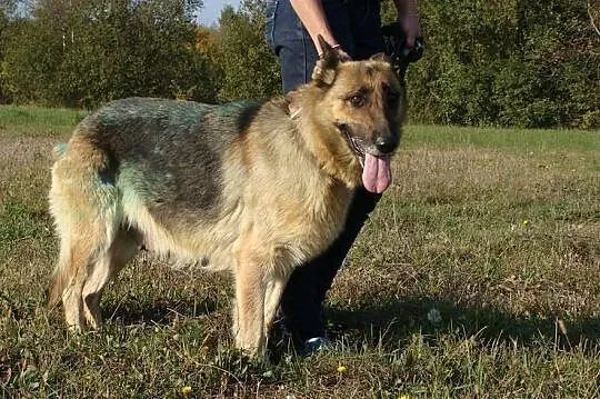 Azja - jesień życia spędza za kratami schroniska..