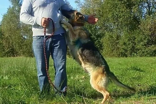 Azja - jesień życia spędza za kratami schroniska..