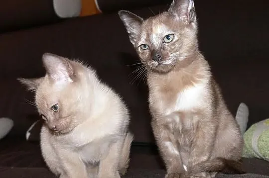 TONKI tonkijskie koty idealni przyjaciele małych i