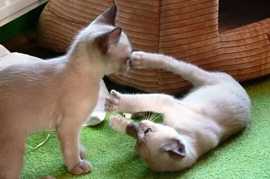 TONKI tonkijskie koty idealni przyjaciele małych i