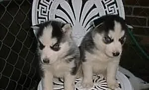 Szczenięta Siberian Husky