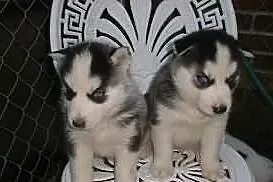Szczenięta Siberian Husky