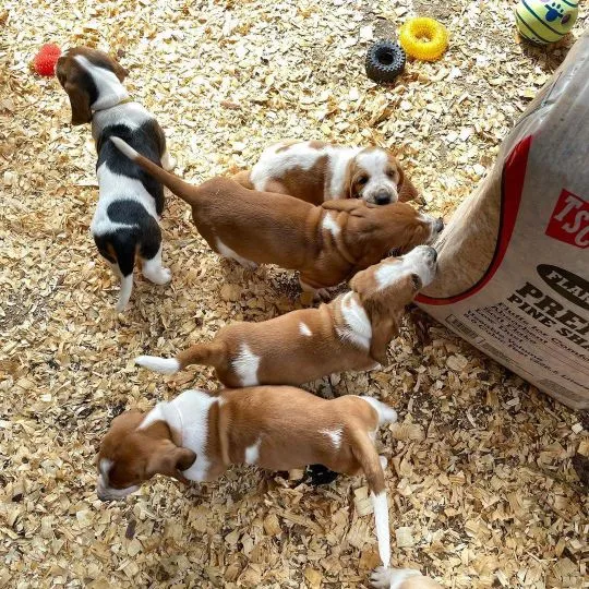 Szczenięta basset hound na sprzedaż. Gotowe do nowego domu już dziś., , Rola Łysiakowa