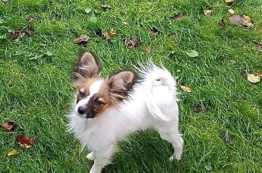 Suczka Papillon FCI / ZKwP