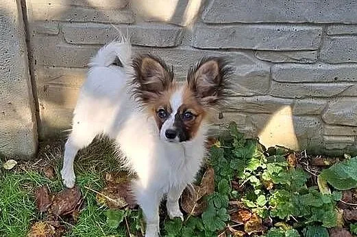 Suczka Papillon FCI / ZKwP, Mazowieckie, Łomianki