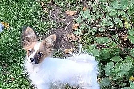 Suczka Papillon FCI / ZKwP, Mazowieckie, Łomianki