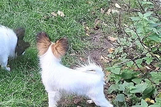 Suczka Papillon FCI / ZKwP, Mazowieckie, Łomianki