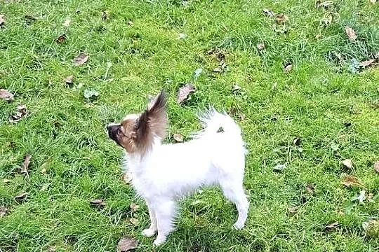 Suczka Papillon FCI / ZKwP, Mazowieckie, Łomianki