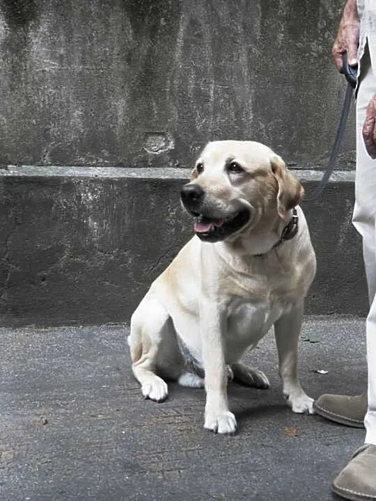 Nex biszkoptowy labrador szuka domu