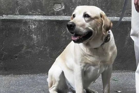 Nex biszkoptowy labrador szuka domu