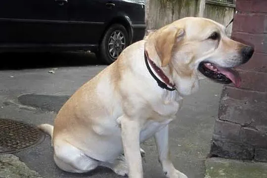 Nex biszkoptowy labrador szuka domu