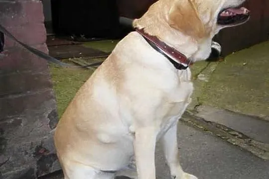 Nex biszkoptowy labrador szuka domu