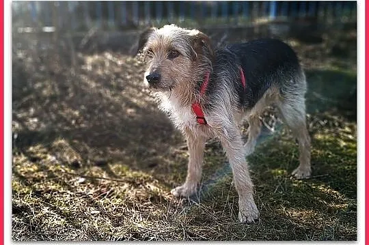 Terier mix,średni,3 letni,kontaktowy,wesoły,szczep