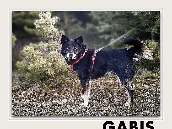 GABIŚ,14kg,średni,łagodny,szczepiony piesek.ADOPCJA, Mazowieckie, Warszawa