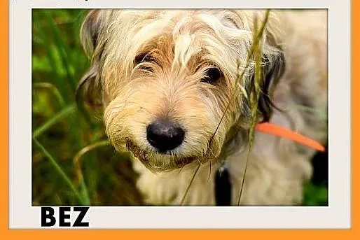 BEZ,pon mix,średni,łagodny,spokojny kudłaty piesek
