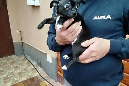 Piesek chihuahua okolice Warszawy gotowe do zmiany domu