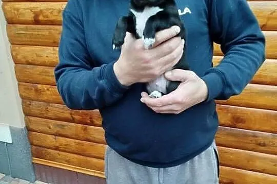 Piesek chihuahua okolice Warszawy gotowe do zmiany domu, Mazowieckie, Płońsk