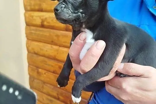 Piesek chihuahua okolice Warszawy gotowe do zmiany domu, Mazowieckie, Płońsk