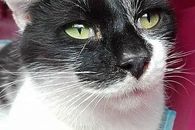 Freya szuka domu!,  dolnośląskie Jelenia Góra