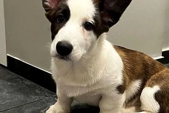 Suczka Welsh Corgi Cardigan: rodowód FCI