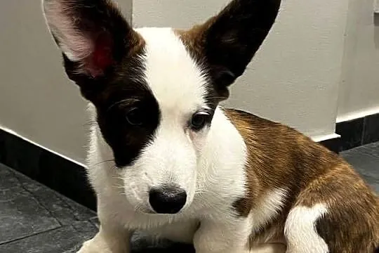Suczka Welsh Corgi Cardigan: rodowód FCI, Łódzkie, Pabianice