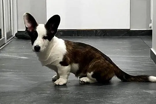 Suczka Welsh Corgi Cardigan: rodowód FCI, Łódzkie, Pabianice