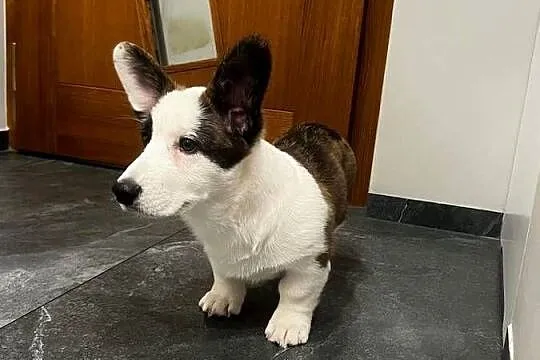 Suczka Welsh Corgi Cardigan: rodowód FCI, Łódzkie, Pabianice