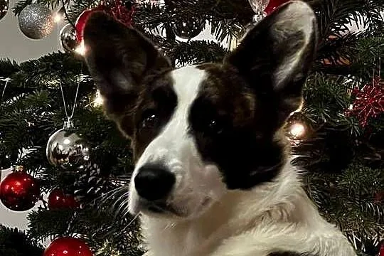 Suczka Welsh Corgi Cardigan: rodowód FCI, Łódzkie, Pabianice