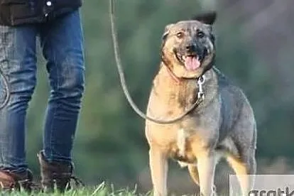 Piękna wspaniała sunia poleca się do adopcji odmień jej los, Małopolskie, Kraków