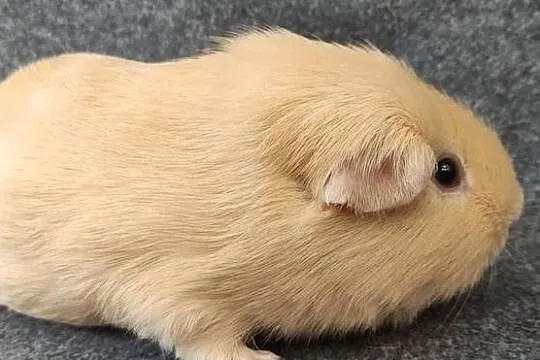 Świnka morska self gładkowłosa #cavia z hodowli
