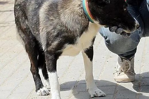 ETNA młodziutka, kontaktowa, cudowna sunia czeka w