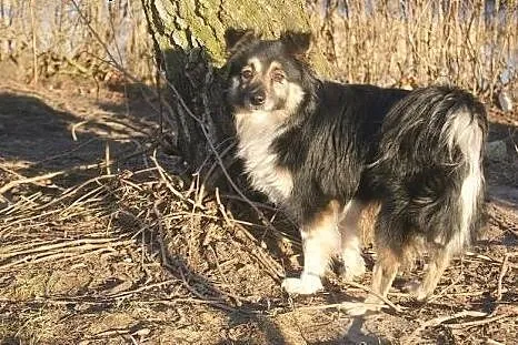 Kudłate, małe cudo -  Tina czeka na człowieka i je