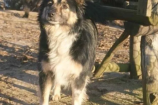 Kudłate, małe cudo -  Tina czeka na człowieka i je
