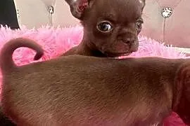 Chihuahua