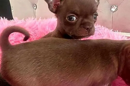 Chihuahua