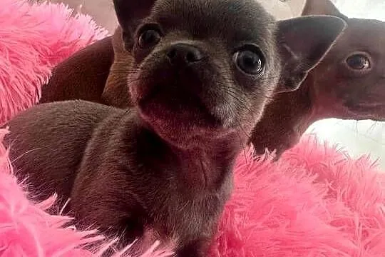 Chihuahua, Lubelskie, Lublin