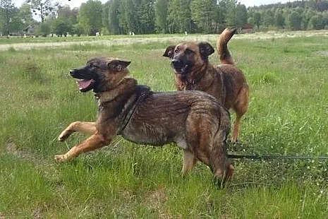 Spajk do adopcji ,  Kundelki cała Polska