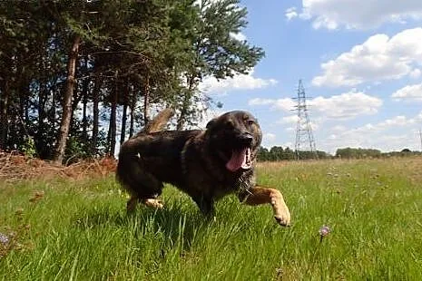 Spajk do adopcji ,  Kundelki cała Polska
