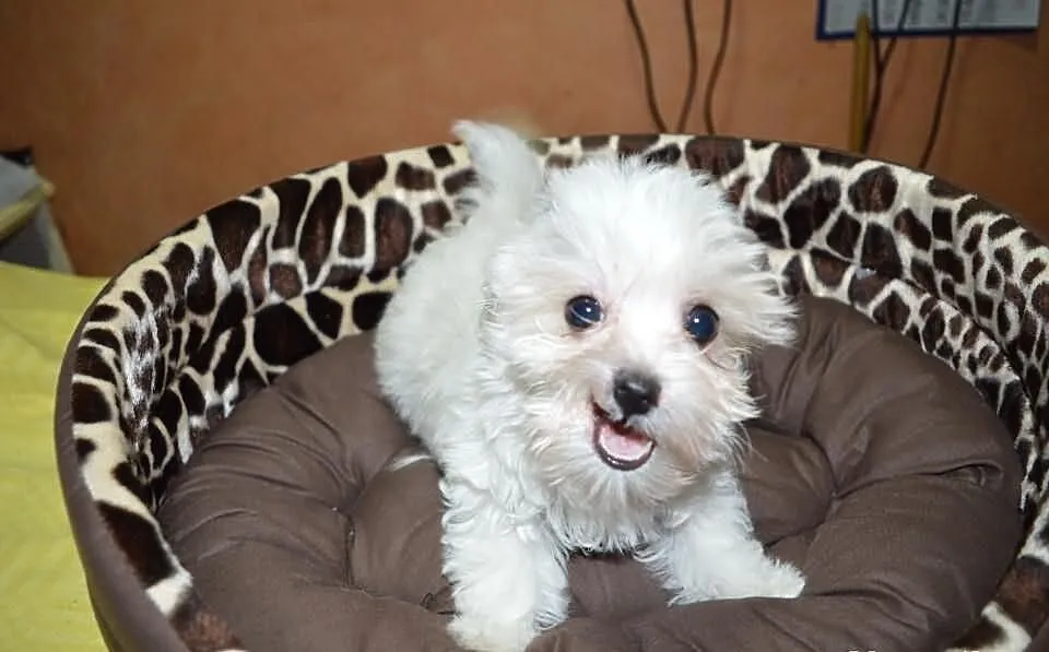 Maltipoo, MALTIPOOO, maltańczyk, pudel,