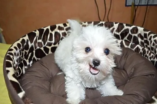 Maltipoo, MALTIPOOO, maltańczyk, pudel,