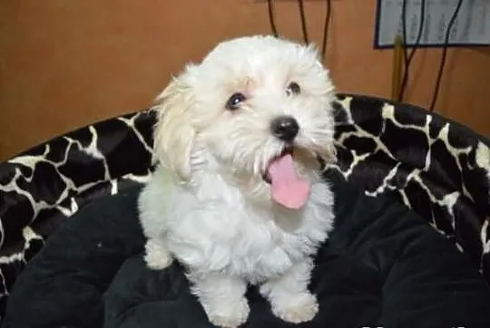 Maltipoo, MALTIPOOO, maltańczyk, pudel,
