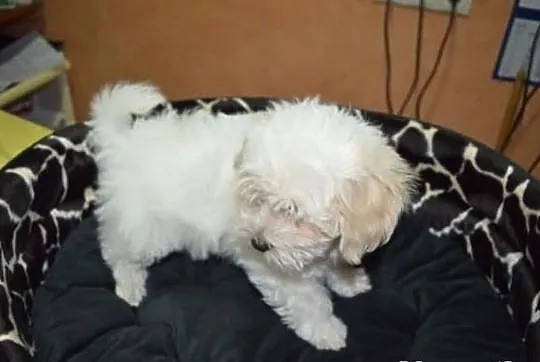 Maltipoo, MALTIPOOO, maltańczyk, pudel,