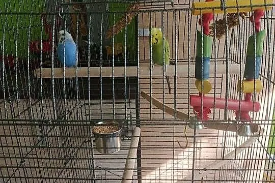 2 papużki faliste + klatka, Śląskie, Bielsko-Biała